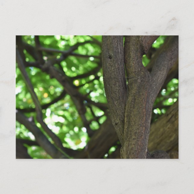 Postal Wisteria Verde Fotografía de la naturaleza del árb (Anverso)