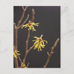 Postal Witch Hazel Blossom