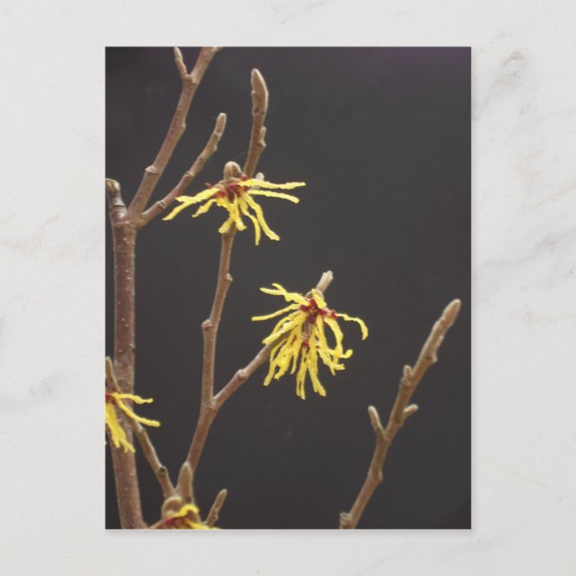 Postal Witch Hazel Blossom (Anverso)