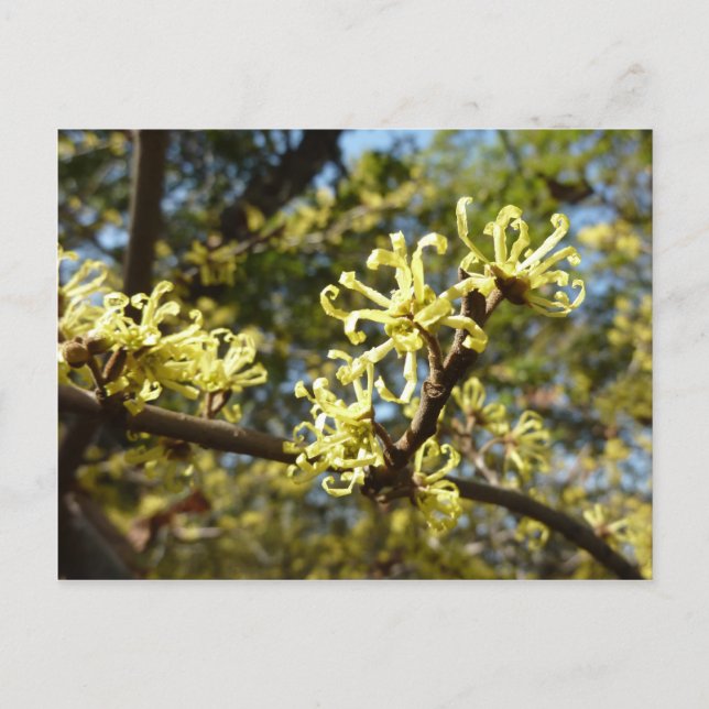 Postal Witch Hazel Flowers (Anverso)