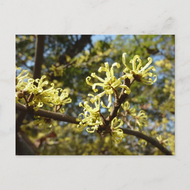 Postal Witch Hazel Flowers (Anverso)