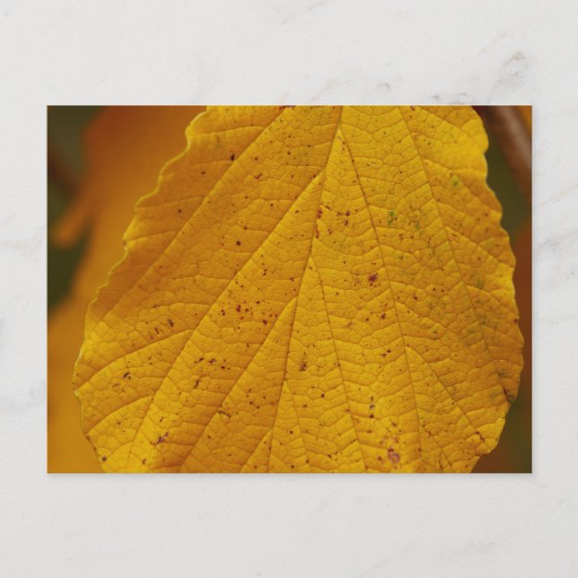 Postal Witch Hazel Postcard (Anverso)
