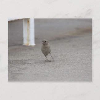 Postal ¡Woah gorrión!