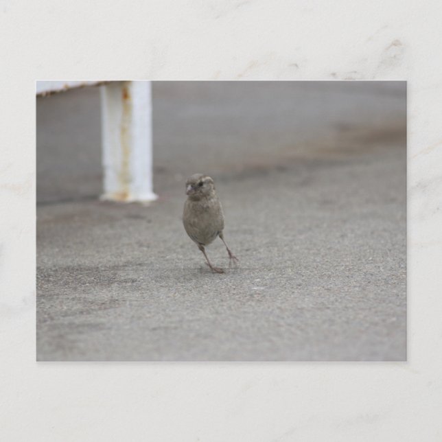 Postal ¡Woah gorrión! (Anverso)