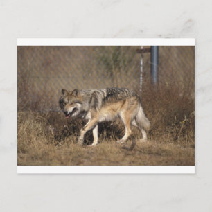 Postal Wolf