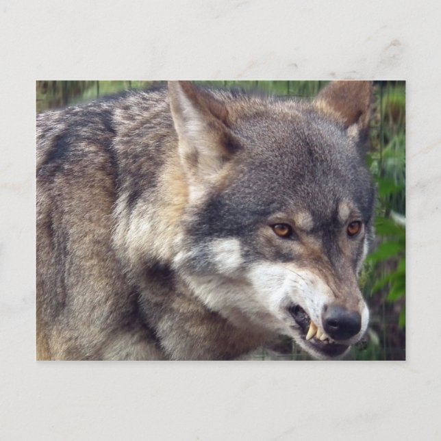 Postal Wolf (Anverso)