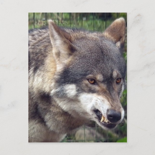 Postal Wolf (Anverso)