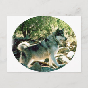 Postal Wolf