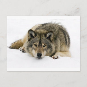 Postal Wolf