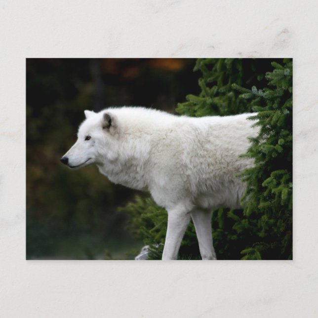 Postal Wolf (Anverso)