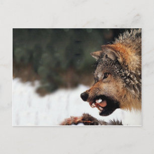 Postal Wolf