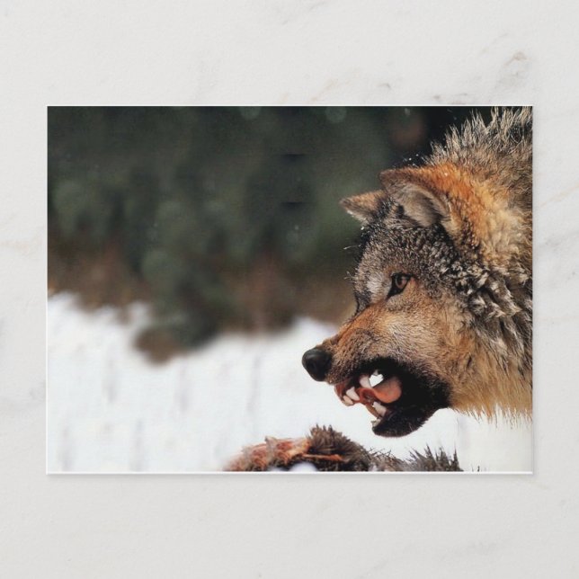 Postal Wolf (Anverso)