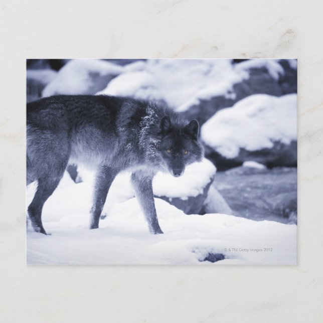 Postal Wolf (Anverso)
