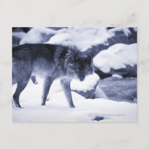 Postal Wolf