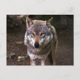 Postal Wolf