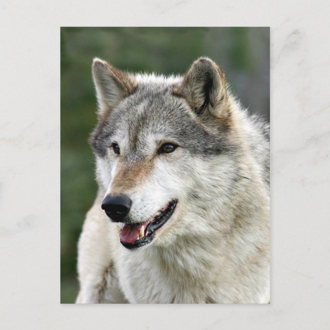 Postal Wolf (Anverso)