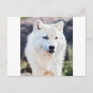 POSTAL WOLF BLANCO