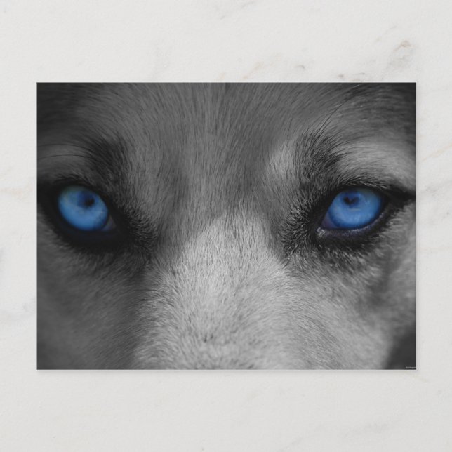 Postal Wolf Blue Eyes Gótica Fantasía (Anverso)