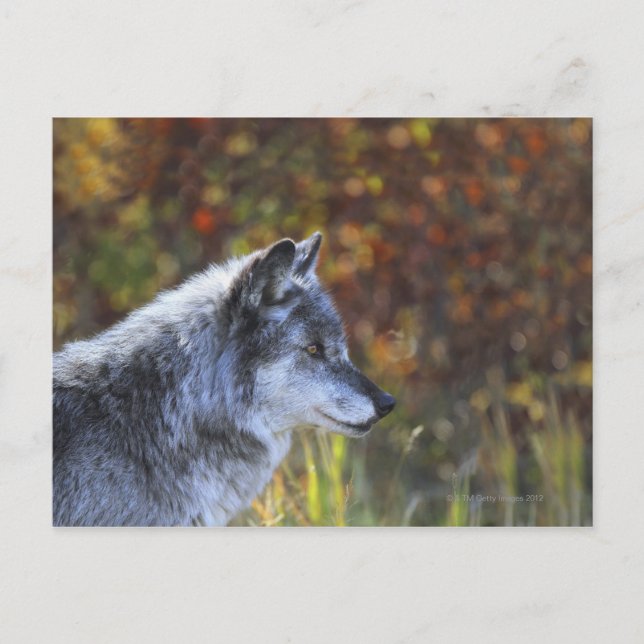 Postal Wolf (Canis Lupus) (Anverso)