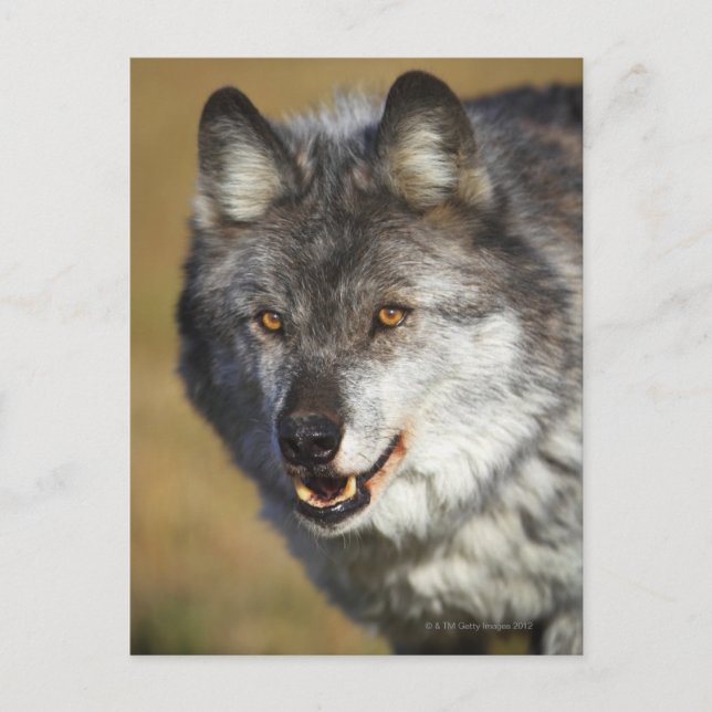 Postal Wolf (Canis Lupus) (Anverso)