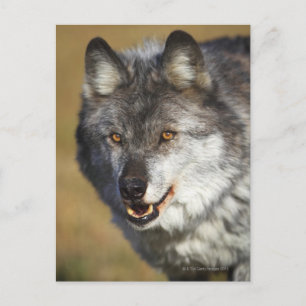 Postal Wolf (Canis Lupus)