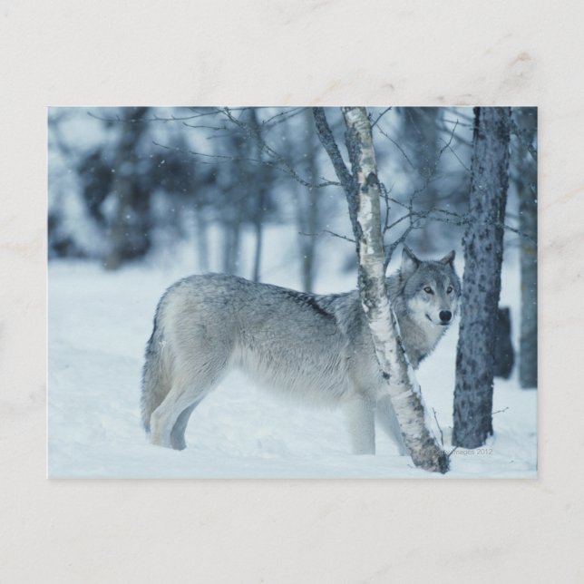Postal Wolf (Canis lupus) durante el invierno (Anverso)