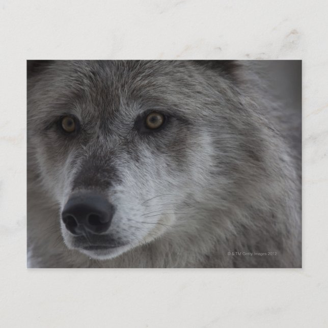Postal Wolf (Canus lupus) de Yellowstone National (Anverso)