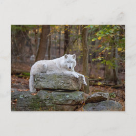 Postal Wolf en otoño