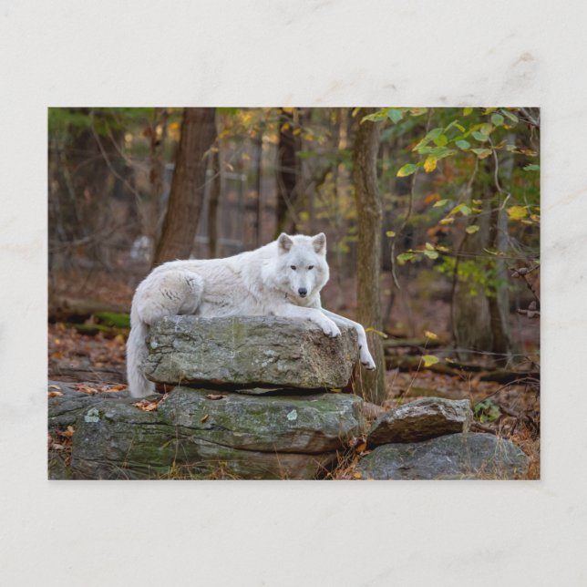 Postal Wolf en otoño (Anverso)
