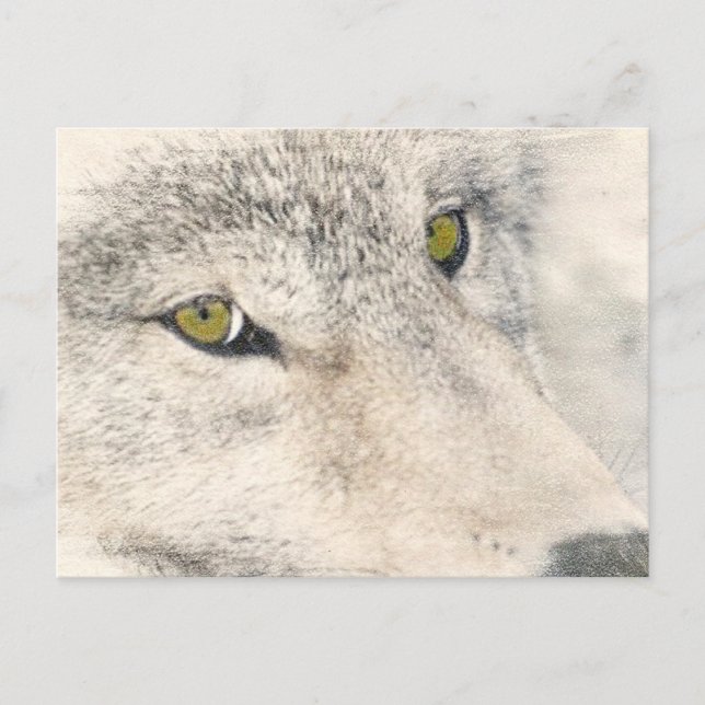 Postal Wolf Eyes (Anverso)