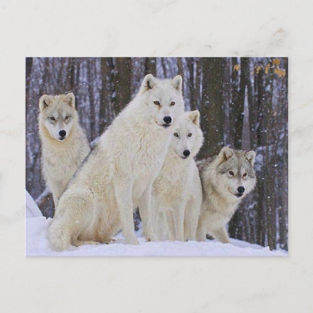 Postal Wolf Family (Anverso)