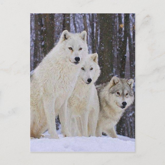 Postal Wolf Family (Anverso)