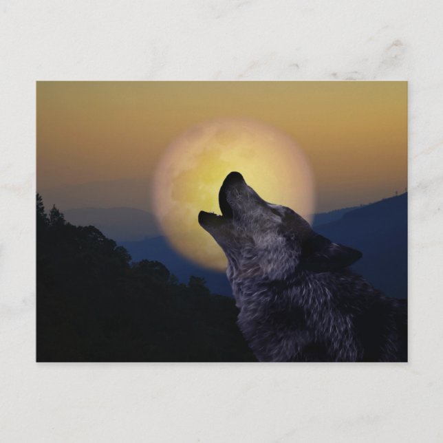Postal Wolf gritando en la luna (Anverso)