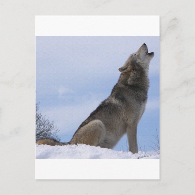 Postal Wolf Howl (Anverso)