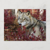 Wolf In Fall Foliage