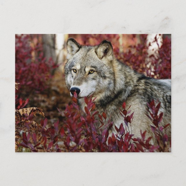 Postal Wolf In Fall Foliage (Anverso)