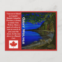 ¡Wolf! Lobos grises y búho barrojo.