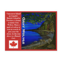 ¡Wolf! Lobos grises y búho barrojo.