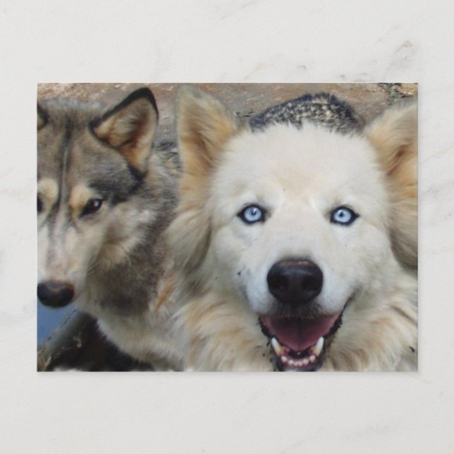 Postal Wolf Pack (Anverso)