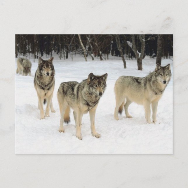 Postal Wolf Pack (Anverso)