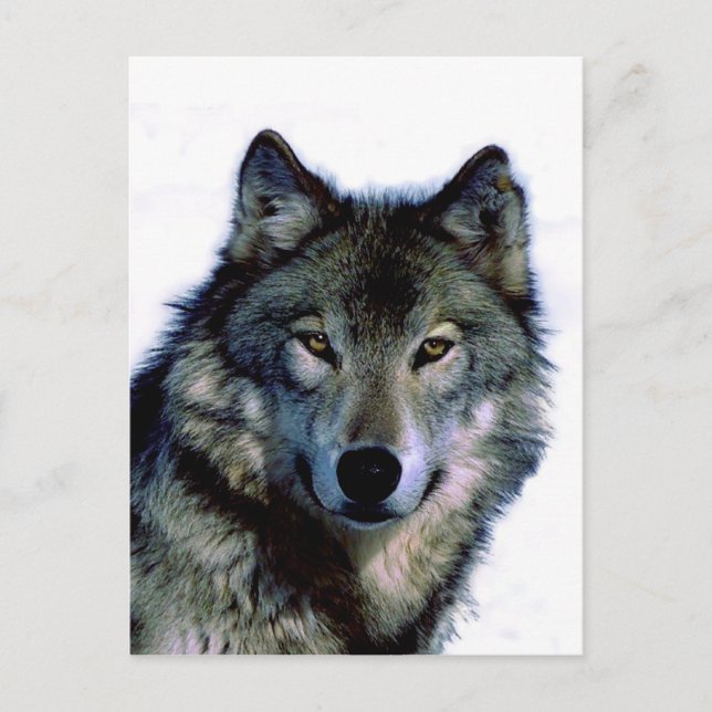 Postal Wolf Portrait (Anverso)