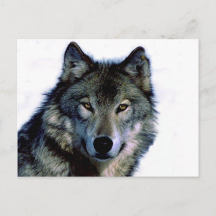 Postal Wolf Portrait