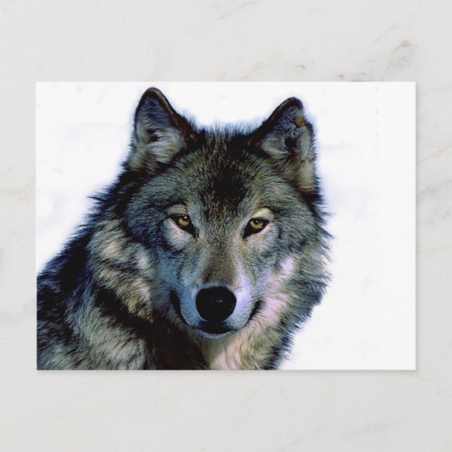 Postal Wolf Portrait (Anverso)