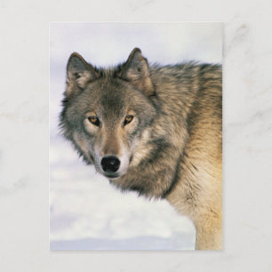 Postal Wolf postards