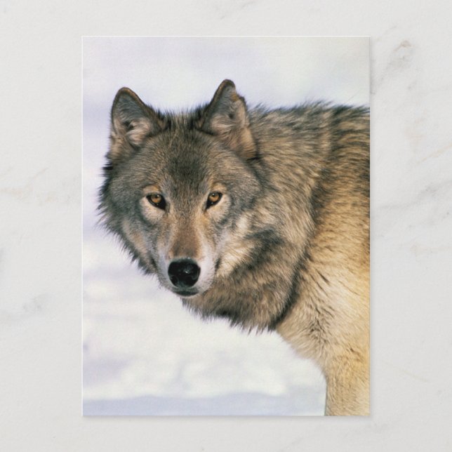 Postal Wolf postards (Anverso)