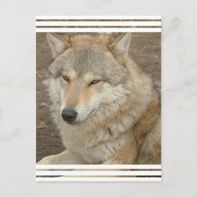 Postal Wolf Postcard (Anverso)