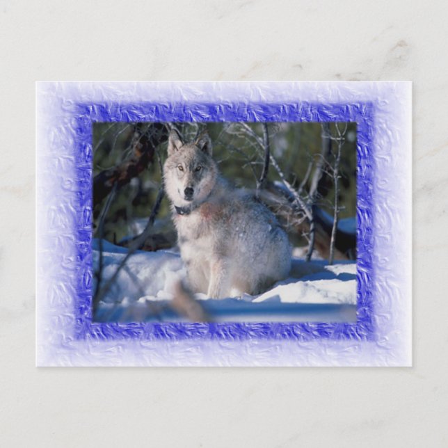 Postal Wolf Postcard (Anverso)