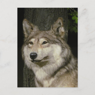 Postal Wolf Postcard