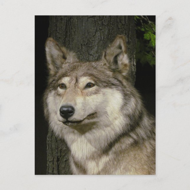 Postal Wolf Postcard (Anverso)