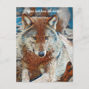 Postal Wolf Postcard